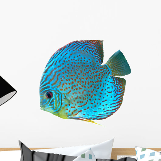 Blue Spotted Fish Discus