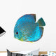 Blue Spotted Fish Discus