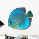 Blue Spotted Fish Discus