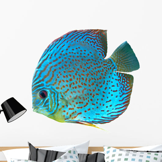 Blue Spotted Fish Discus