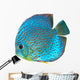 Blue Spotted Fish Discus