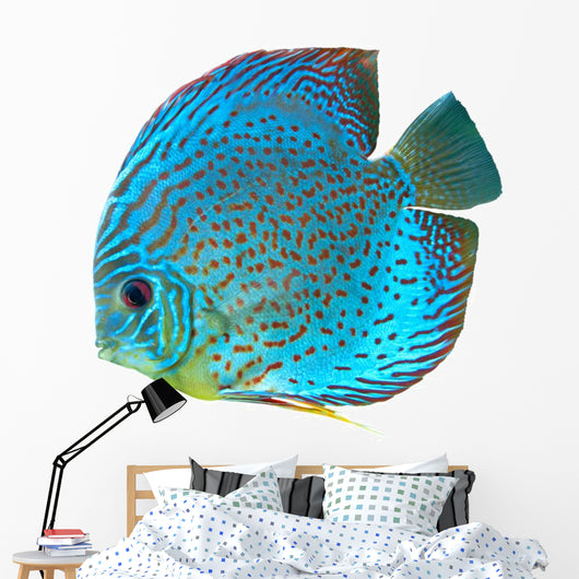 Blue Spotted Fish Discus