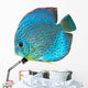 Blue Spotted Fish Discus