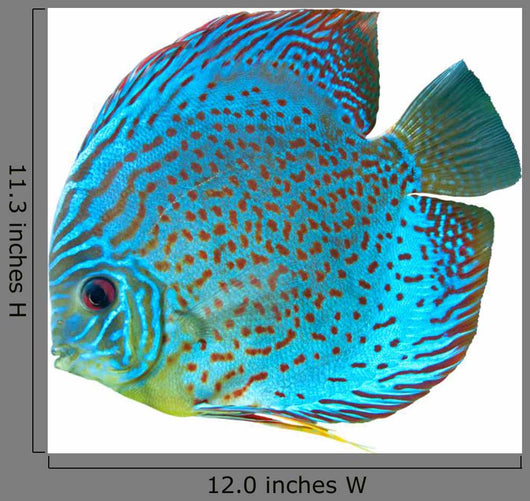 Blue Spotted Fish Discus