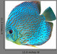 Blue Spotted Fish Discus
