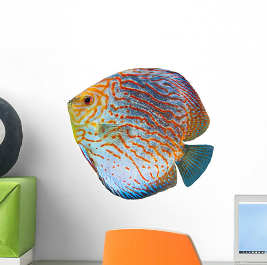 South American Fish Discus