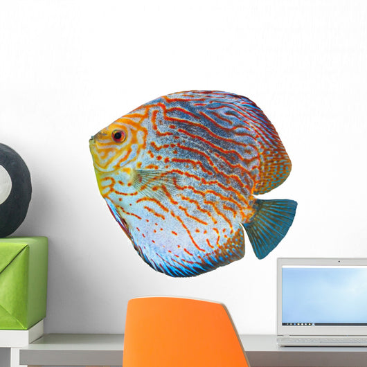 South American Fish Discus