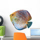 South American Fish Discus
