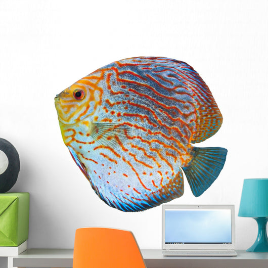 South American Fish Discus