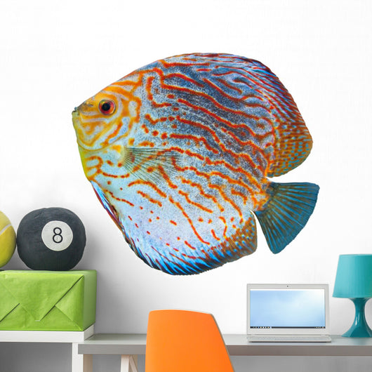 South American Fish Discus