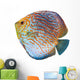 South American Fish Discus