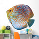 South American Fish Discus
