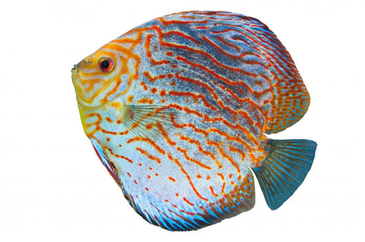 South American Fish Discus