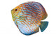 South American Fish Discus