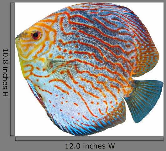 South American Fish Discus