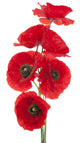 Red Poppies Wall Decal