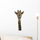 Giraffe Look Directly