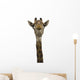 Giraffe Look Directly