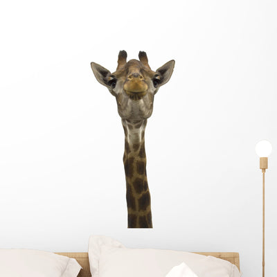 Giraffe Look Directly shown on a wall