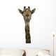 Giraffe Look Directly