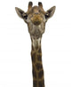 Giraffe Look Directly