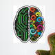 Human Brain