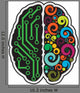Human Brain