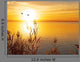 Starting Sun