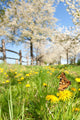 Butterfly Spring Meadow