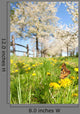 Butterfly Spring Meadow