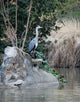 Le Heron Wall Mural