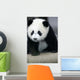 Giant Panda Bear Wall Mural