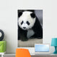 Giant Panda Bear Wall Mural