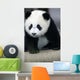 Giant Panda Bear Wall Mural