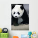Giant Panda Bear Wall Mural