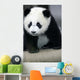 Giant Panda Bear Wall Mural