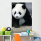 Giant Panda Bear Wall Mural