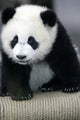 Giant Panda Bear Wall Mural