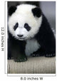 Giant Panda Bear Wall Mural