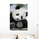 Giant Panda Bear Wall Mural