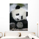 Giant Panda Bear Wall Mural