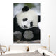 Giant Panda Bear Wall Mural