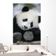 Giant Panda Bear Wall Mural
