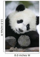 Giant Panda Bear Wall Mural