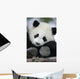 Giant Panda Bear Wall Mural