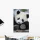 Giant Panda Bear Wall Mural