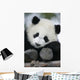 Giant Panda Bear Wall Mural