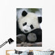 Giant Panda Bear Wall Mural