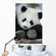 Giant Panda Bear Wall Mural