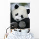 Giant Panda Bear Wall Mural